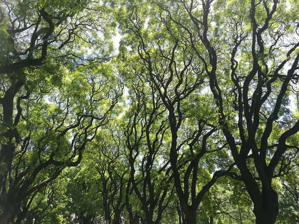 Beautiful Shot Growing Trees Forest Daylight — Stock Photo, Image