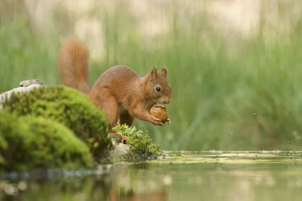 Selektiv Fokusbild Söt Brun Räv Ekorre — Stockfoto