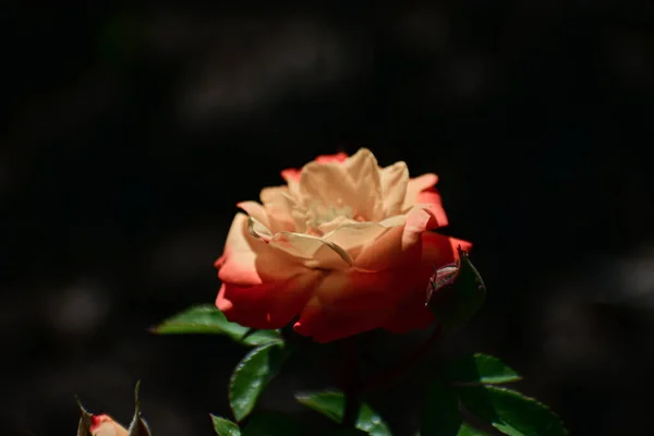 Gros Plan Une Belle Fleur — Photo