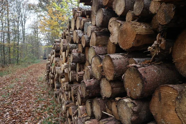 森の道路脇の森の中で切りたての木のクローズアップ — ストック写真