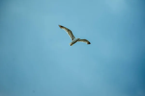 Tiro Ângulo Baixo Pássaro Com Céu Azul Fundo — Fotografia de Stock