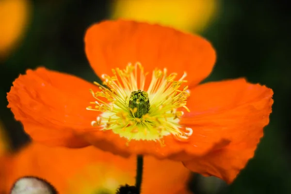 Eine Nahaufnahme Einer Wunderschönen Orangefarbenen Mohnblume Auf Einem Unscharfen Hintergrund — Stockfoto