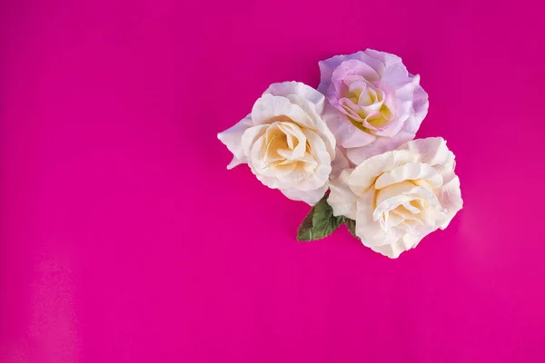 Τρία Ανοιχτά Ροζ Τριαντάφυλλα Ένα Φωτεινό Ροζ Φόντο — Φωτογραφία Αρχείου