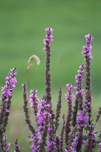 Tiro Seletivo Vertical Foco Flores Florescendo Loosestrife Roxo Vegetação — Fotografia de Stock