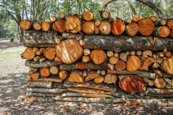 Eine Nahaufnahme Von Gestapelten Baumstämmen Auf Dem Boden Einem Wald — Stockfoto