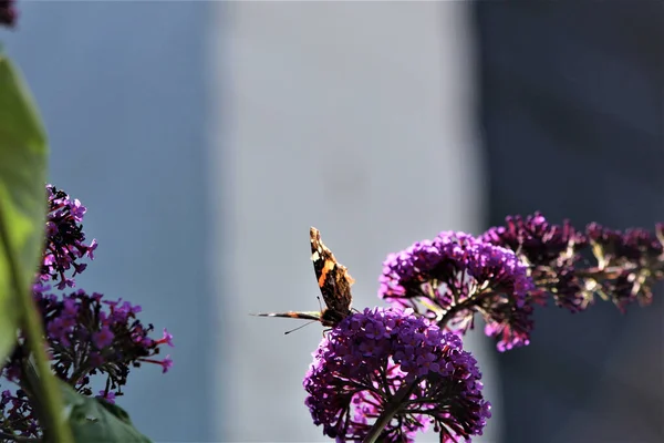 Een Closeup Shot Van Een Atalanta Vlinder Een Zomer Lila — Stockfoto