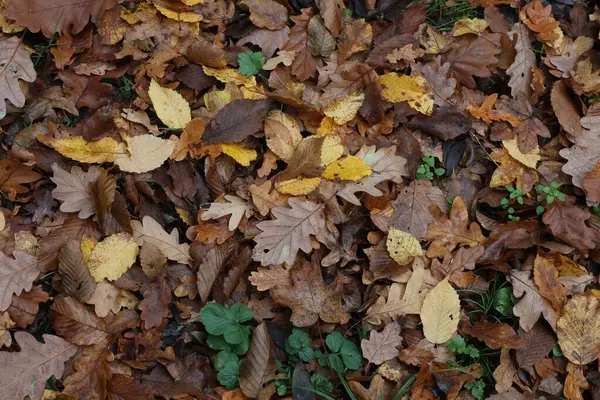 Colpo Testa Caduto Albero Foglie Nella Foresta Autunno — Foto Stock