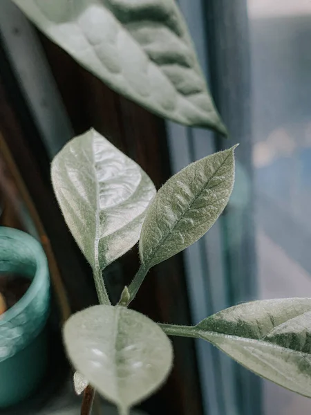 緑の植物の垂直閉鎖ショット — ストック写真