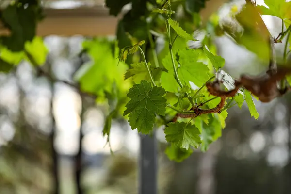 Closeup Shot Grapevines Grown Farm — Stock Photo, Image