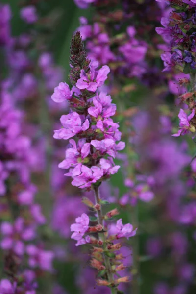 Tiro Seletivo Vertical Foco Flores Florescendo Loosestrife Roxo Vegetação — Fotografia de Stock