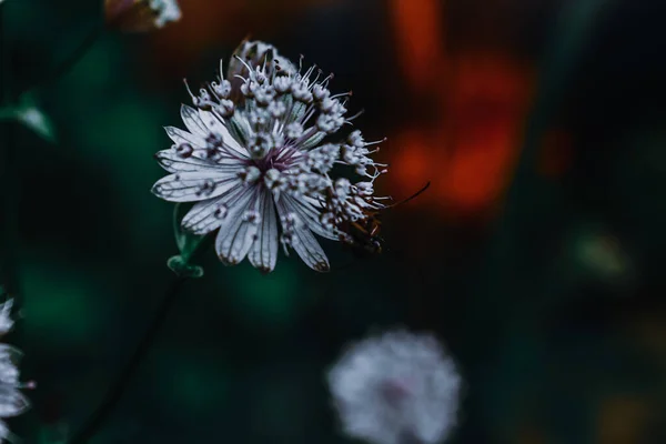 Gros Plan Une Belle Fleur — Photo