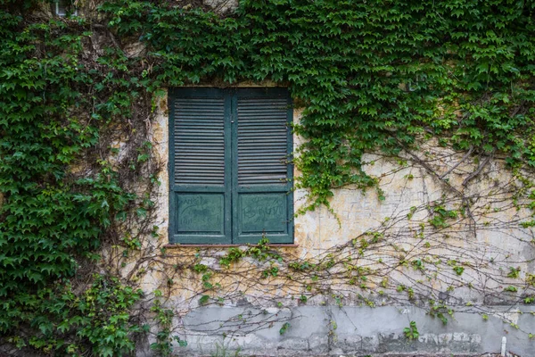 Una Ventana Madera Una Pared Cubierta Plantas —  Fotos de Stock