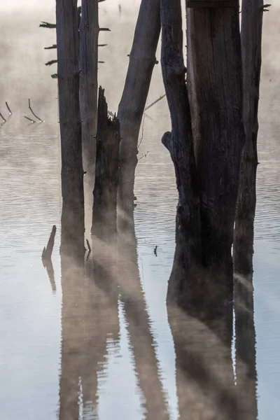 Вид Разбитых Деревьев Озере Туманом Заднем Плане — стоковое фото