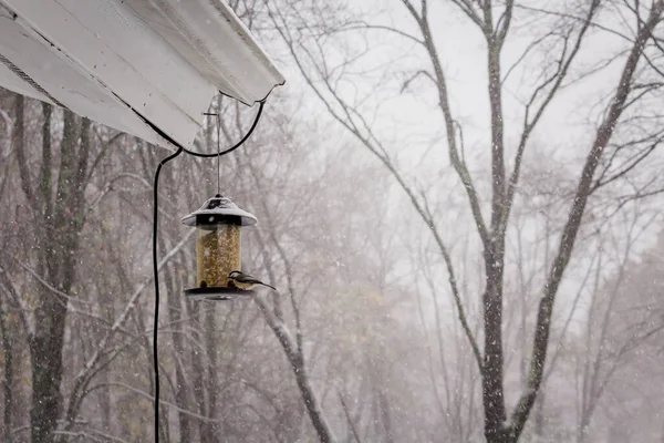 Selective Focus Shot Cute Cardinal Bird Winter Day — Stock Photo, Image