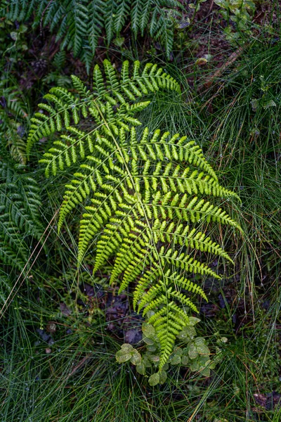 Plan Vertical Forêt Noire Glaswaldsee Allemagne — Photo