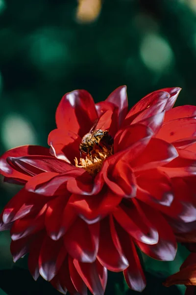 Primer Plano Abejas Melíferas Dalia Roja — Foto de Stock