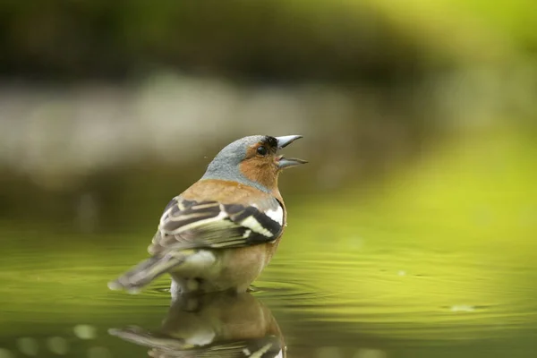 Tiro Enfoque Selectivo Pájaro Pinzón Lindo — Foto de Stock