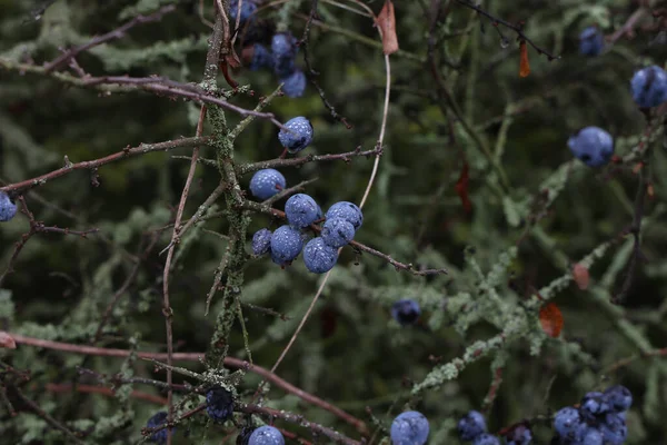 ブラックソーンのブルーベリーの選択的フォーカスショットは茂みに熟します — ストック写真