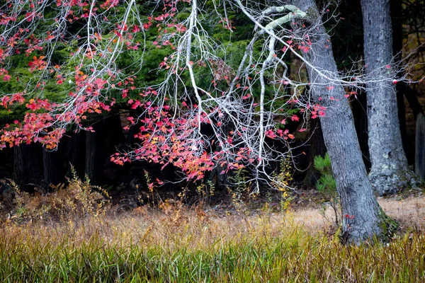 Sonbahar Renklerinde Ağaçların Olduğu Güzel Bir Park Manzarası — Stok fotoğraf