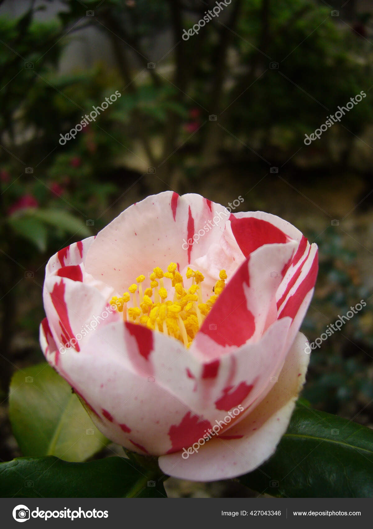 カラフルな椿の花の垂直ショット ストック写真 C Wirestock