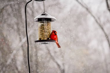 A beautiful shot of a cute northern cardinal bird on a winter day clipart