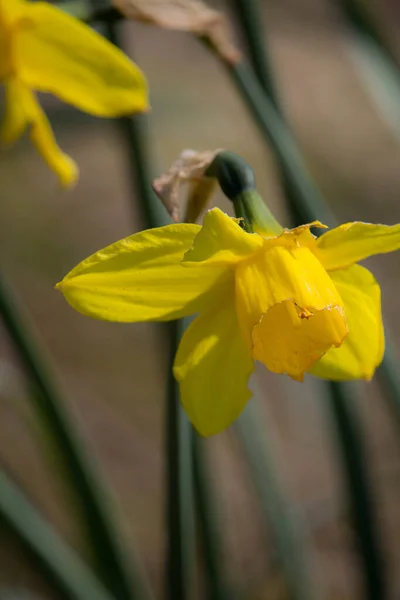 Svislé Selektivní Zaostření Žlutých Narcisů — Stock fotografie