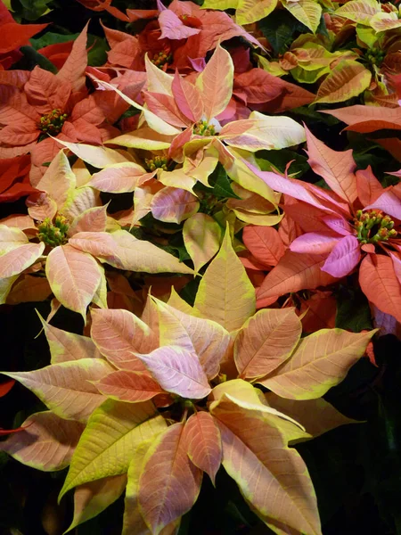 Tiro Vertical Das Flores Poinsettia — Fotografia de Stock