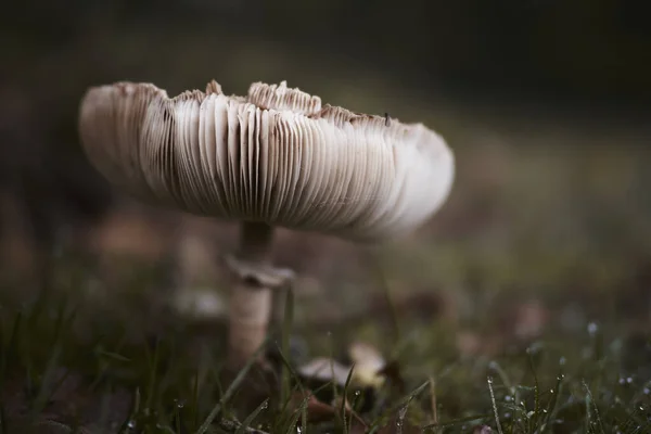 Eine Nahaufnahme Eines Chlorophyllum Molybdites Pilzes Auf Einem Feld Bei — Stockfoto