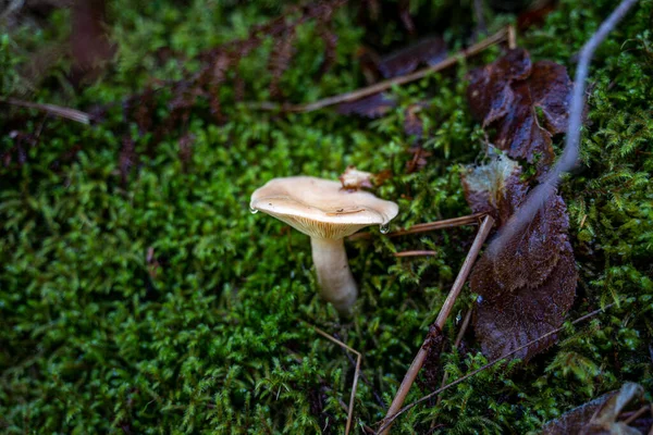 Closeup Shot Mushrooms Growing Glaswaldsee Black Forest Germany — Stock Photo, Image