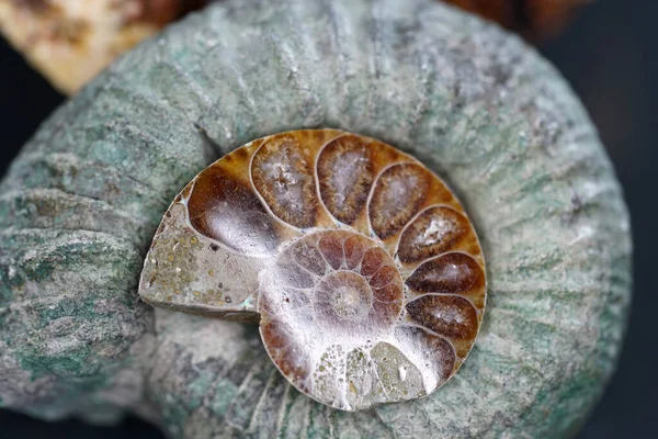 Une Prise Vue Sélective Une Ammonite — Photo