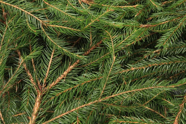 Een Bovenste Uitzicht Close Van Kerstboom Takken Met Elkaar Verweven — Stockfoto