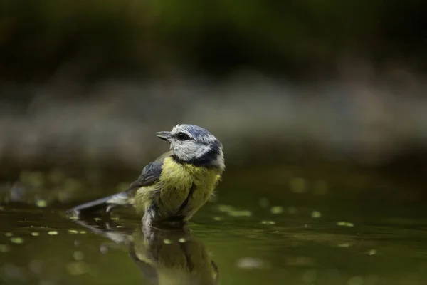 Selective Focus Shot Cute Hawfinch Bird — Stock Photo, Image