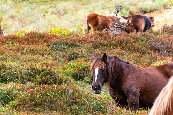 아름다운 말들의 — 스톡 사진