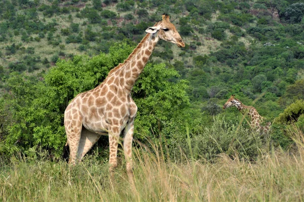 Gros Plan Une Girafe Marchant Dans Safari Jour — Photo