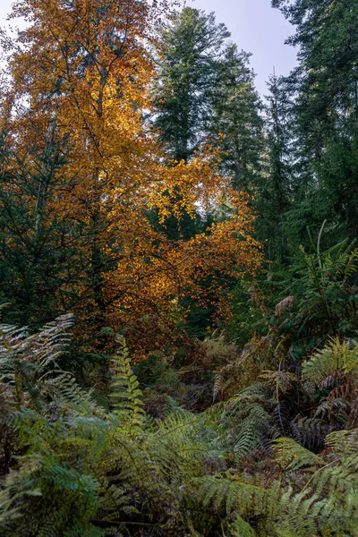 ドイツ グラスゴーの黒い森の垂直ショット — ストック写真