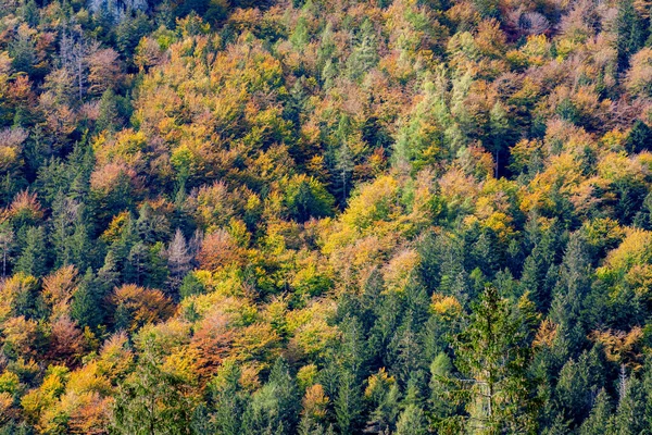 一张覆盖着茂密五彩斑斓的秋叶的山坡特写照片 — 图库照片