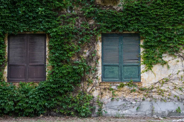 木の窓が植物で覆われた壁に — ストック写真