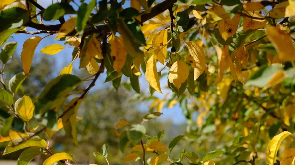 Detailní Záběr Žlutých Listů Stromě — Stock fotografie