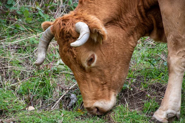 Tiro Perto Gado Comendo Grama — Fotografia de Stock