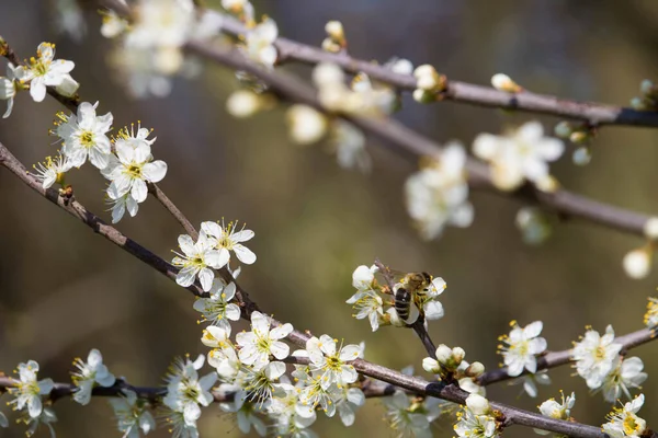 Mise Point Sélective Une Abeille Sur Les Fleurs Cerisier — Photo