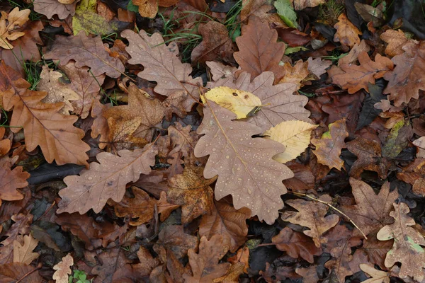 Vue Aérienne Arbre Tombé Dans Forêt Automne — Photo