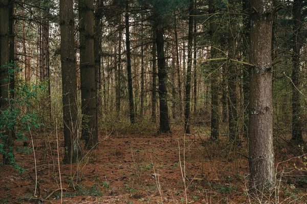 Vacker Utsikt Över Träden Skogen — Stockfoto