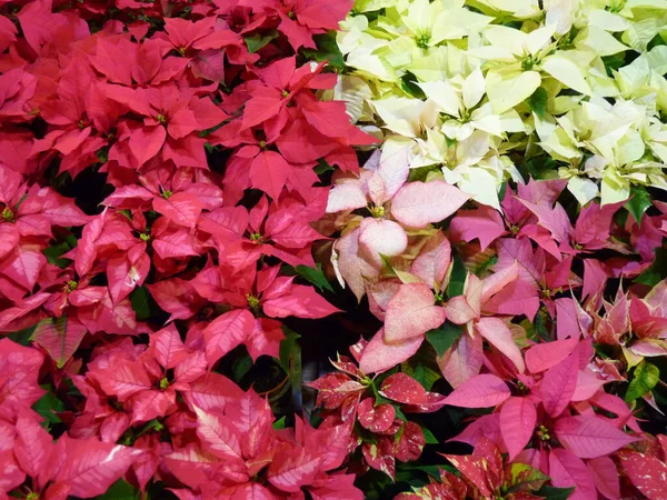 Uma Vista Superior Flores Coloridas Poinsettia — Fotografia de Stock