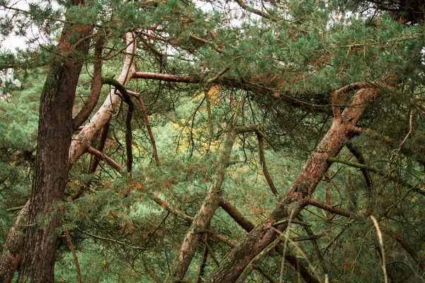 Detailní Záběr Stromů Parku — Stock fotografie