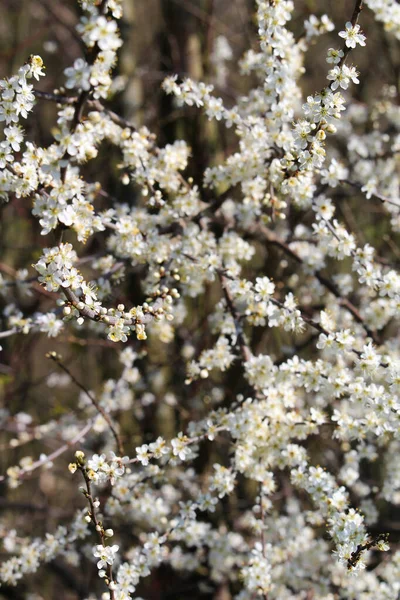 桜の枝の垂直選択焦点ショット — ストック写真