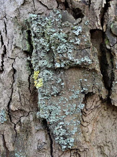 Een Verticaal Shot Van Een Stuk Hout Het Bos Overdag — Stockfoto