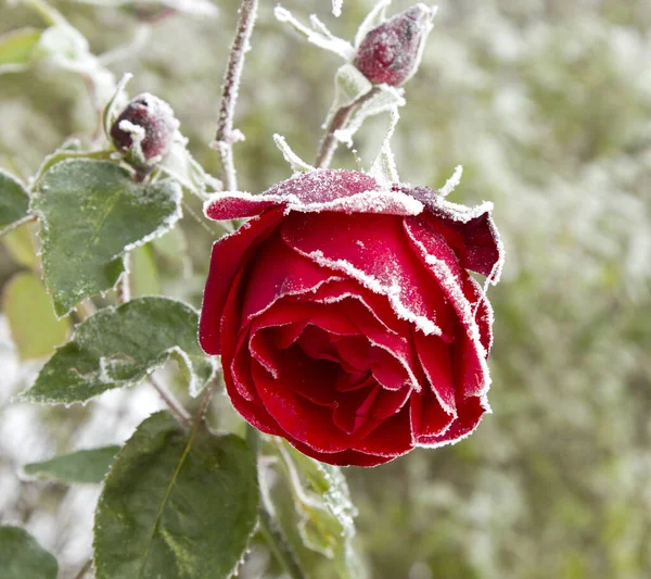 Zbliżenie Ujęcie Pięknej Róży Pokrytej Śniegiem — Zdjęcie stockowe