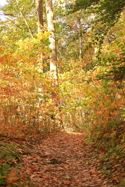 美しい秋の森の垂直ショット — ストック写真