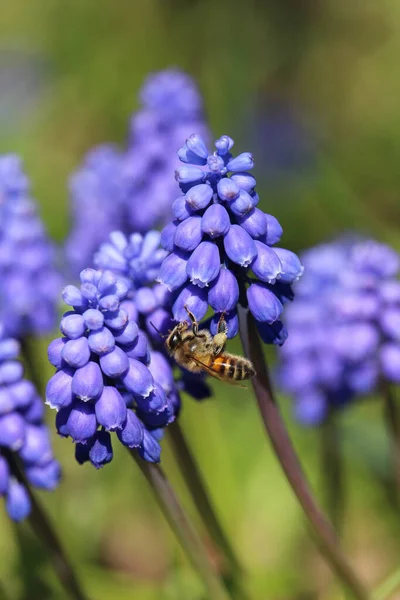 Вертикальный Селективный Снимок Пчелы Голубых Армянских Растениях Мускари — стоковое фото