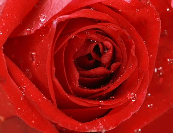 Primer Plano Una Rosa Roja Cubierta Gotas Rocío —  Fotos de Stock